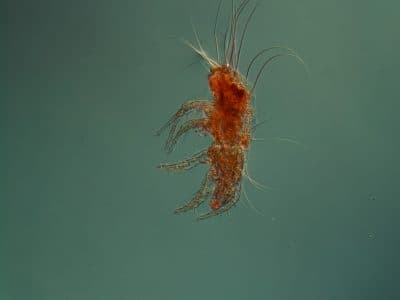 acaro-della-polvere-al-microscopio