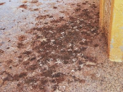bonifica-guano-piccioni