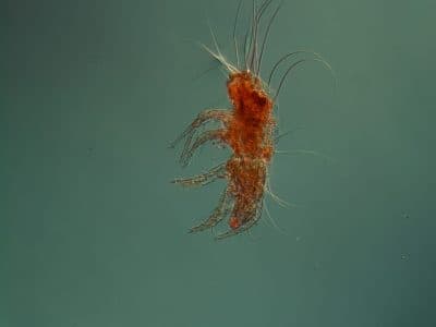acaro-della-polvere-al-microscopio