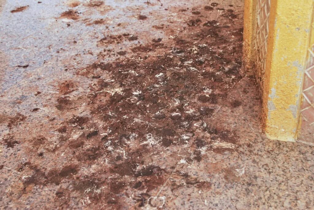bonifica-guano-piccioni